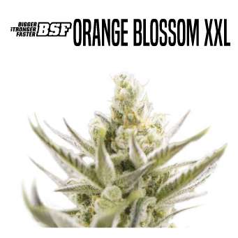 Orange Blossom (BSF Seeds) :: Cannabis Strain Info