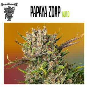 PAPAYA ZOAP AUTO