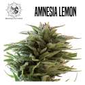 AMNESIA LEMON