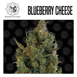 BLUEBERRY CHEESE