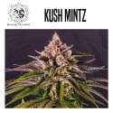 KUSH MINTZ