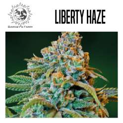 LIBERTY HAZE