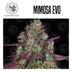 MIMOSA EVO 