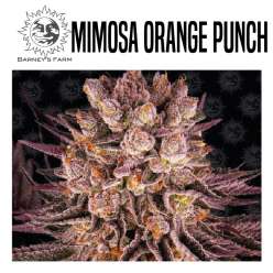 MIMOSA X ORANGE PUNCH