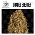 ORANGE SHERBET