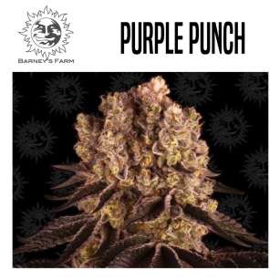 PURPLE PUNCH