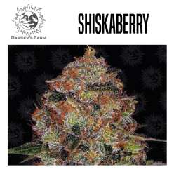 SHISKABERRY