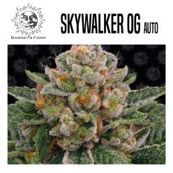 SKYWALKER OG AUTO