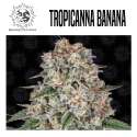 TROPICANNA BANANA