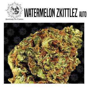 WATERMELON ZKITTLEZ AUTO