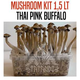 GROW KIT THAI PINK BUFFALO 