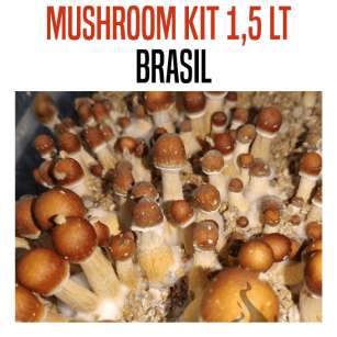 GROW KIT BRASIL