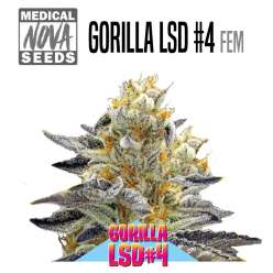 GORILLA LSD 4