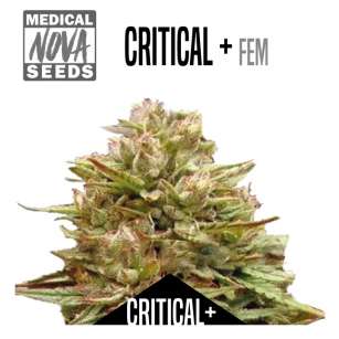 CRITICAL +